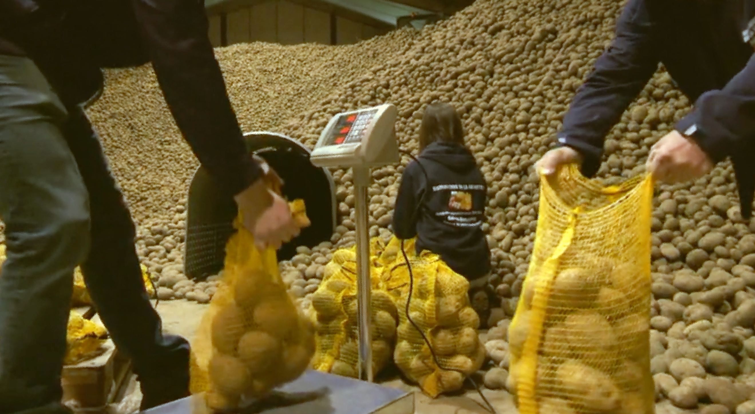 Pesage de pommes de terre