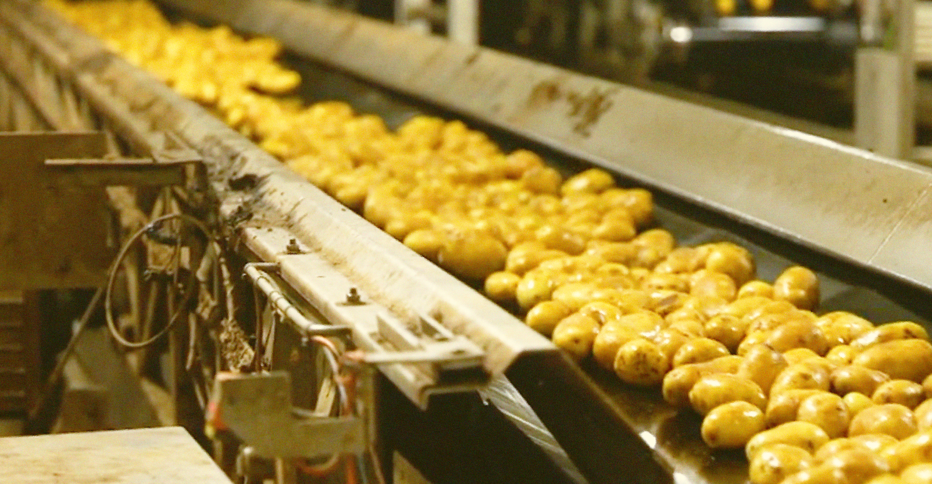 Pommes de terre sur la ligne de production