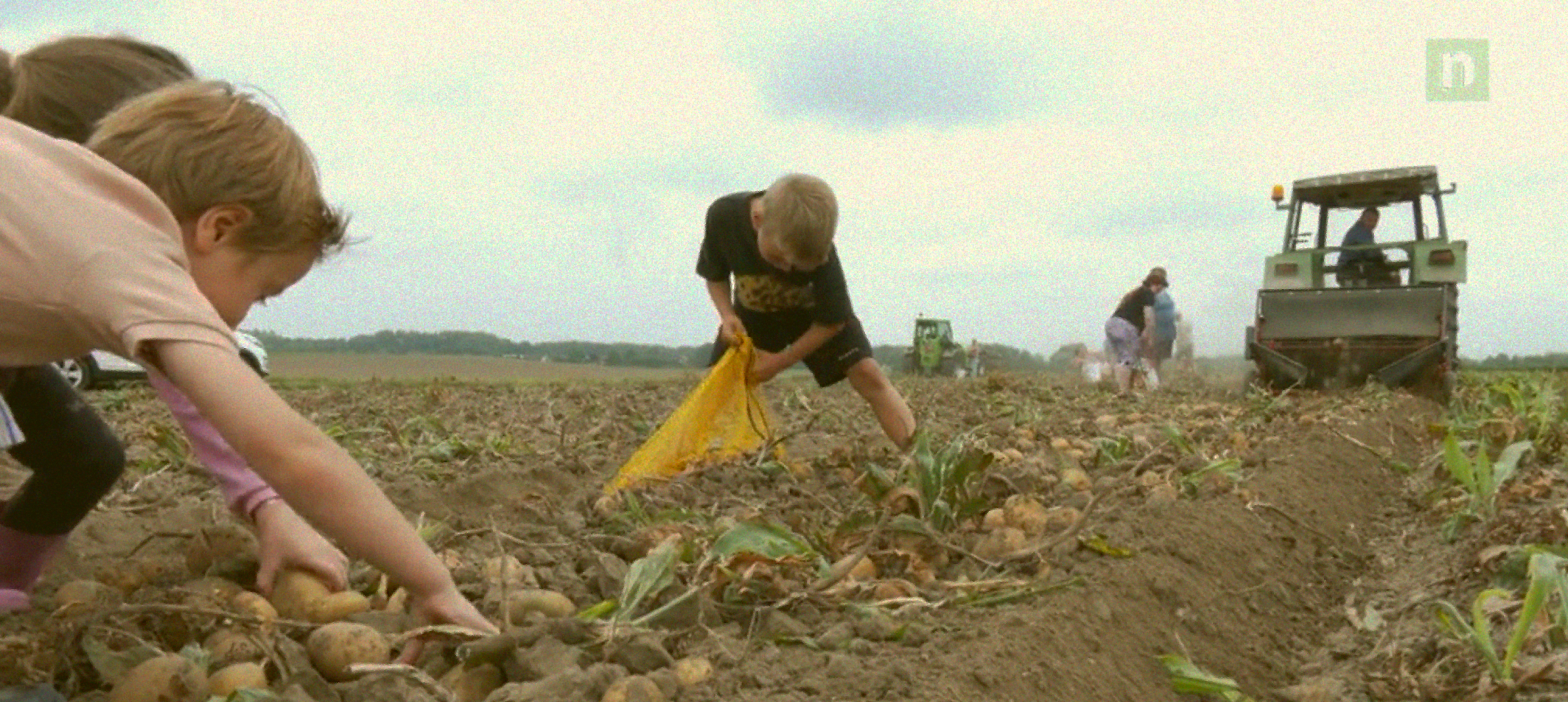 Récolte de pommes de terre